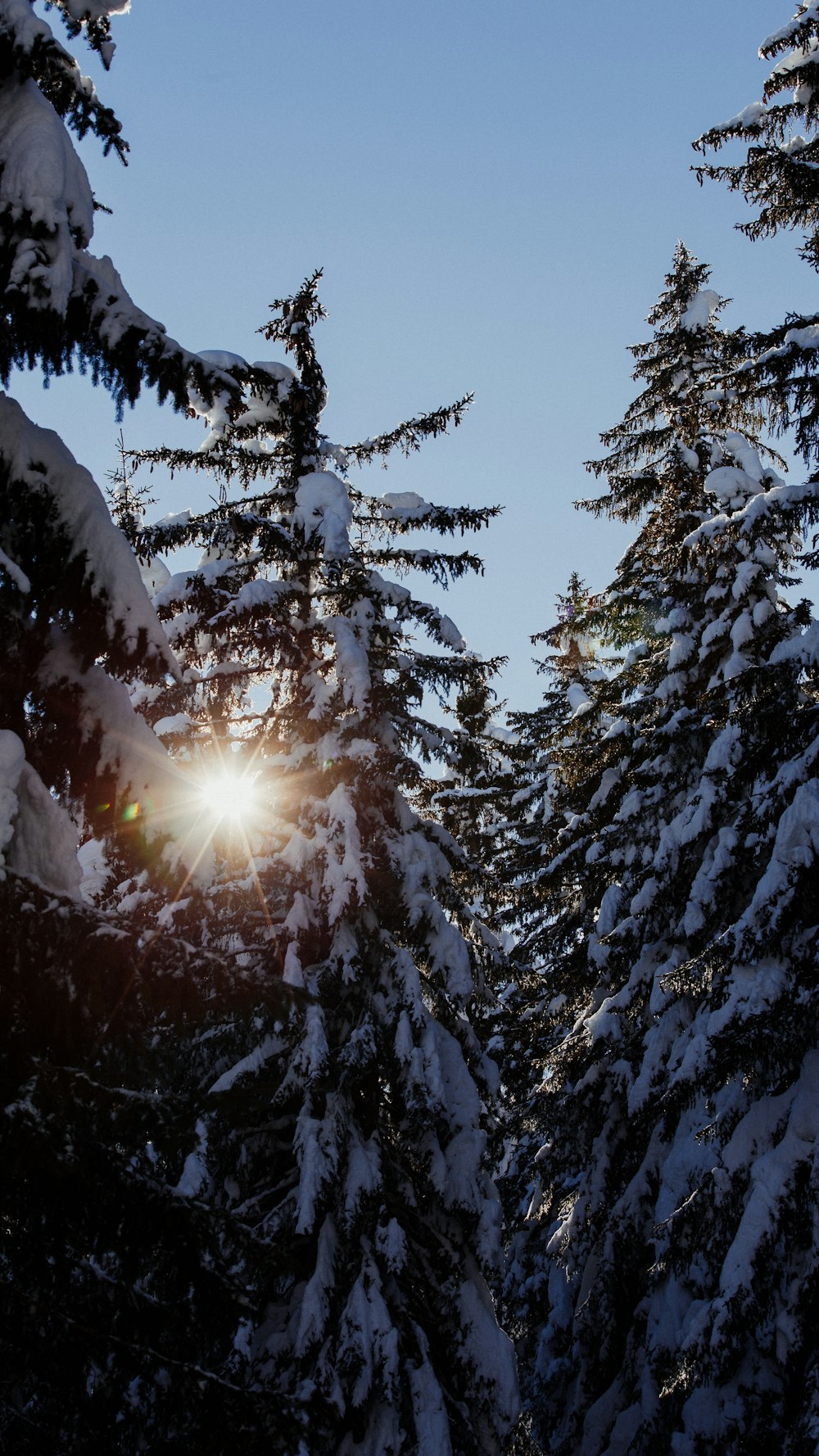 the sun shines through the snow covered trees