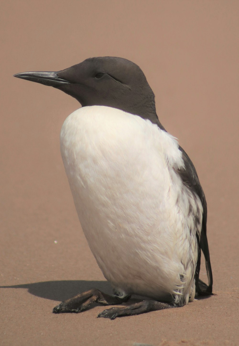 a black and white bird sitting on the sand