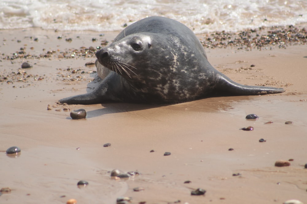 Eine Kegelrobbe liegt auf einem Sandstrand