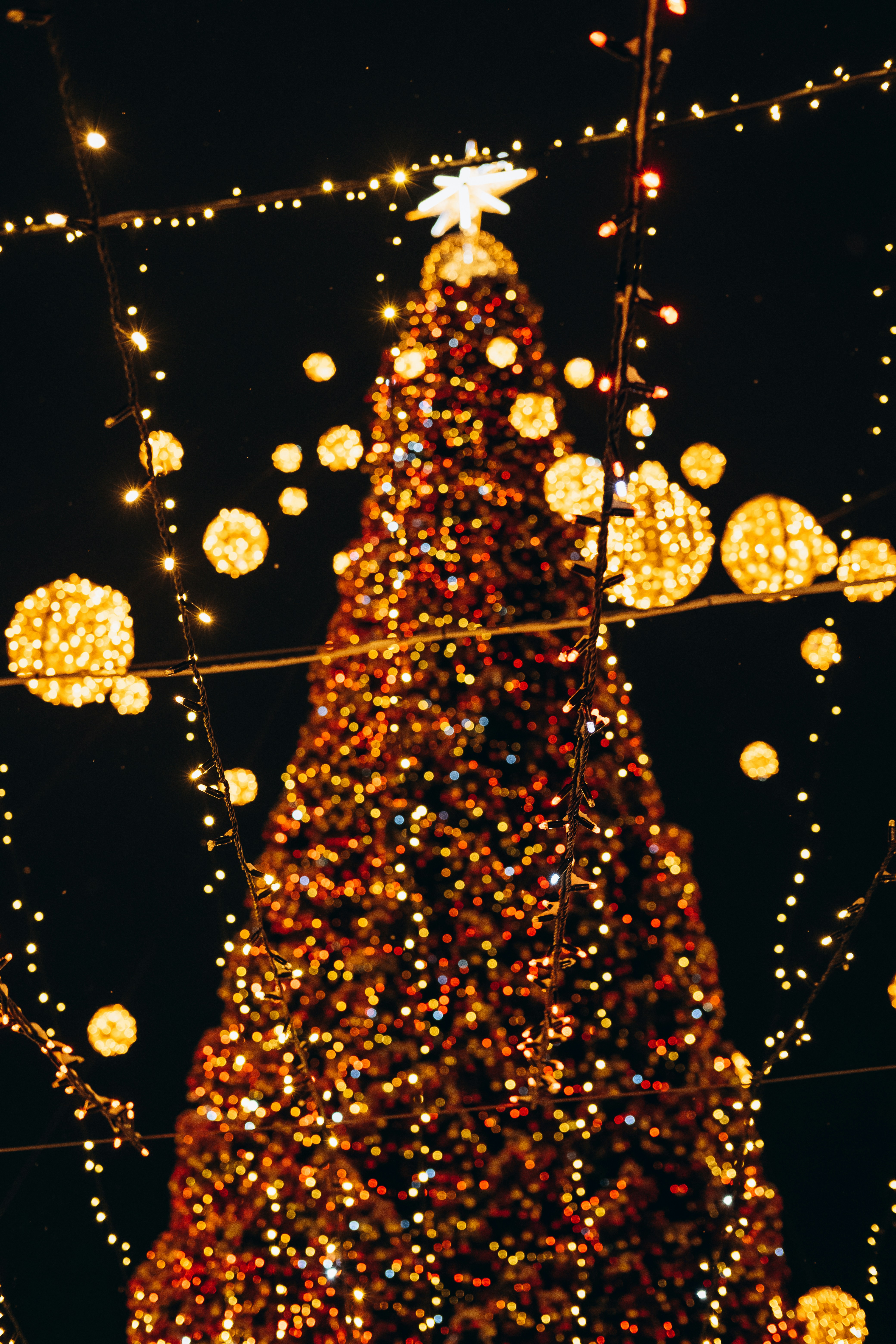 A large christmas tree is lit up at night photo Free Sofiyivska