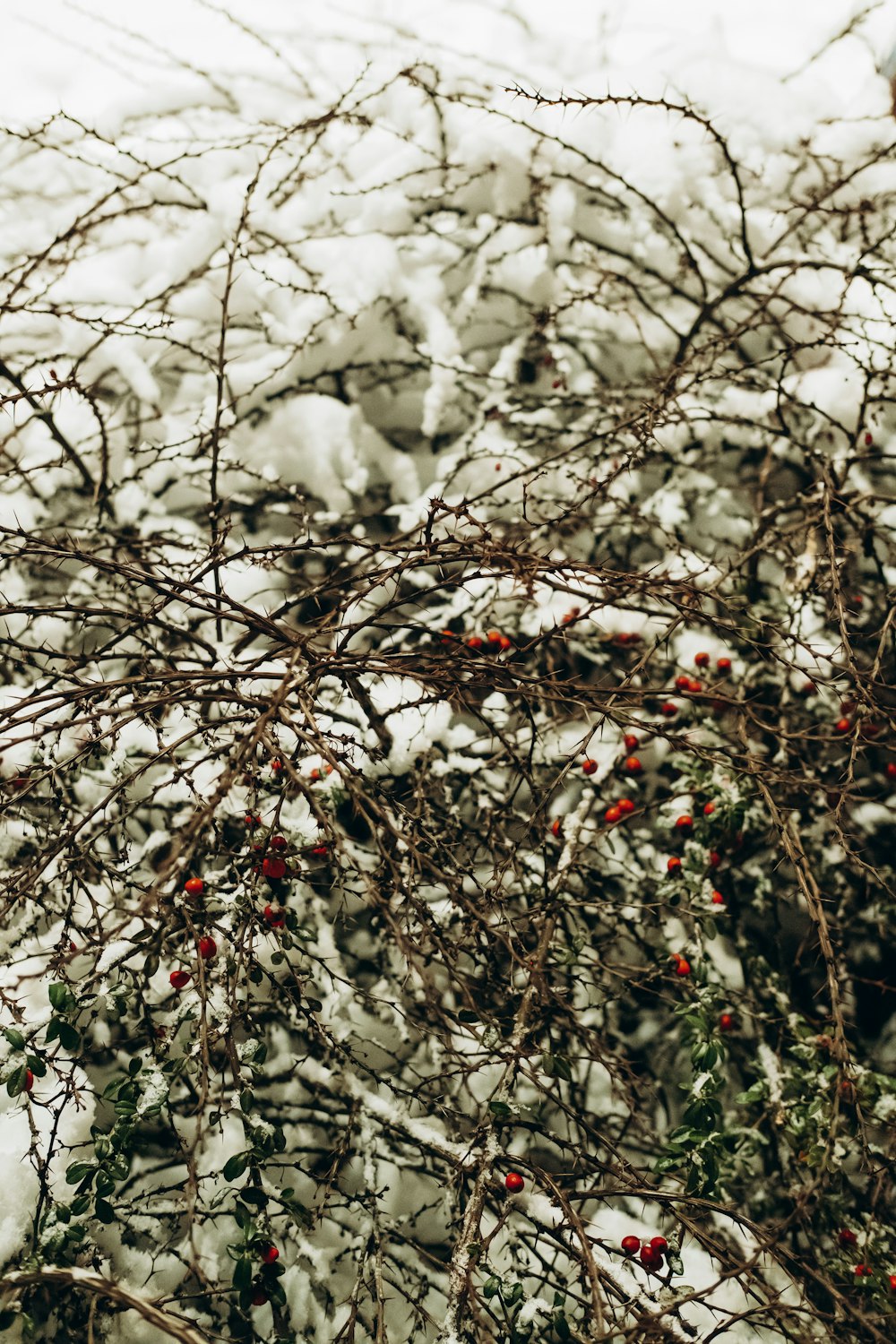 a bush covered in snow with red berries