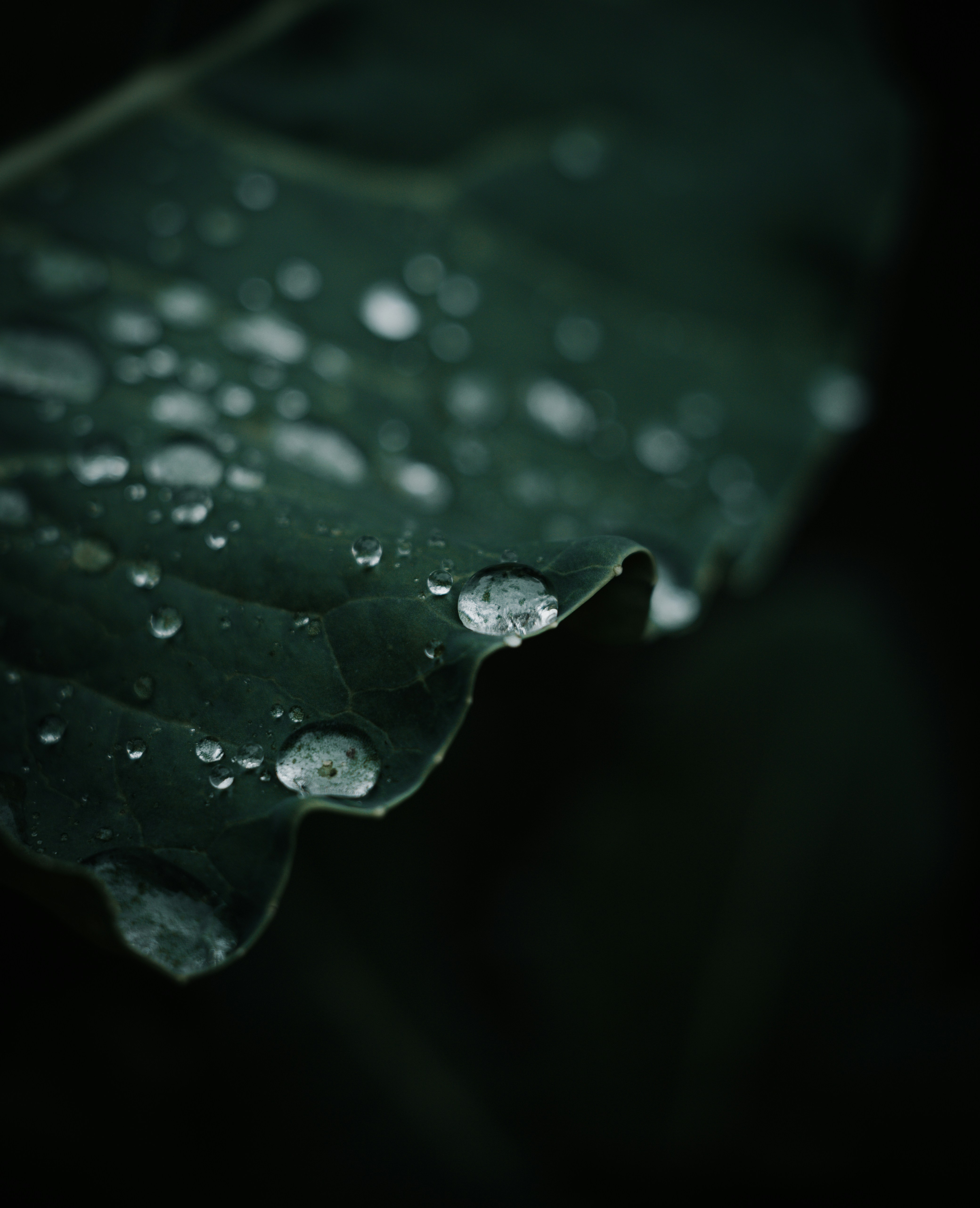 Photo by jeffersonsees