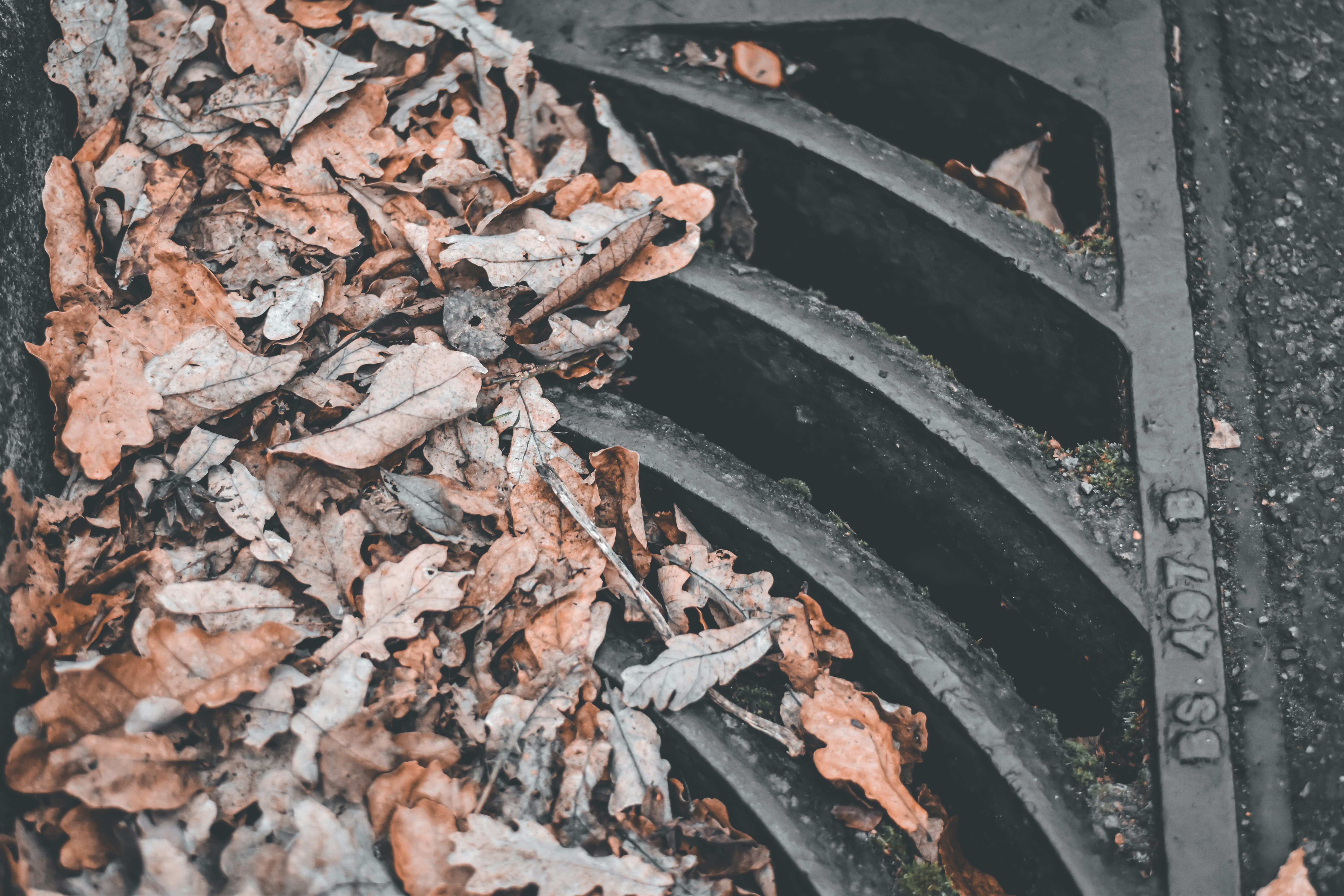 clogged outdoor storm drain with leaves and debris during a rainstorm - how heavy rain affects your plumbing and sewer lines