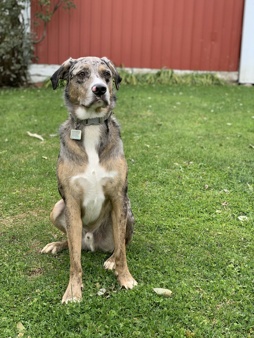 a brown and white dog sitting on top of a lush green field