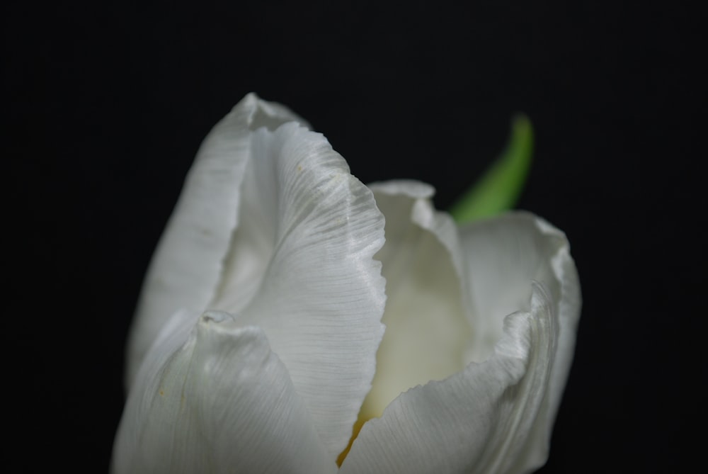 a close up of a white flower on a black background