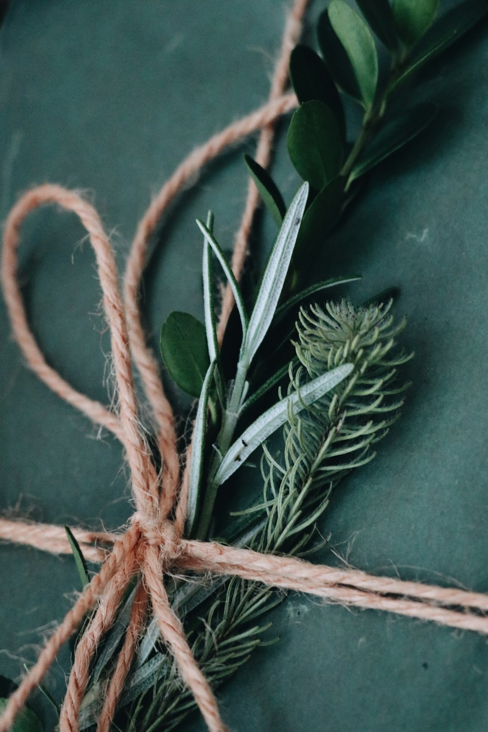 a close up of a piece of rope with a plant on it