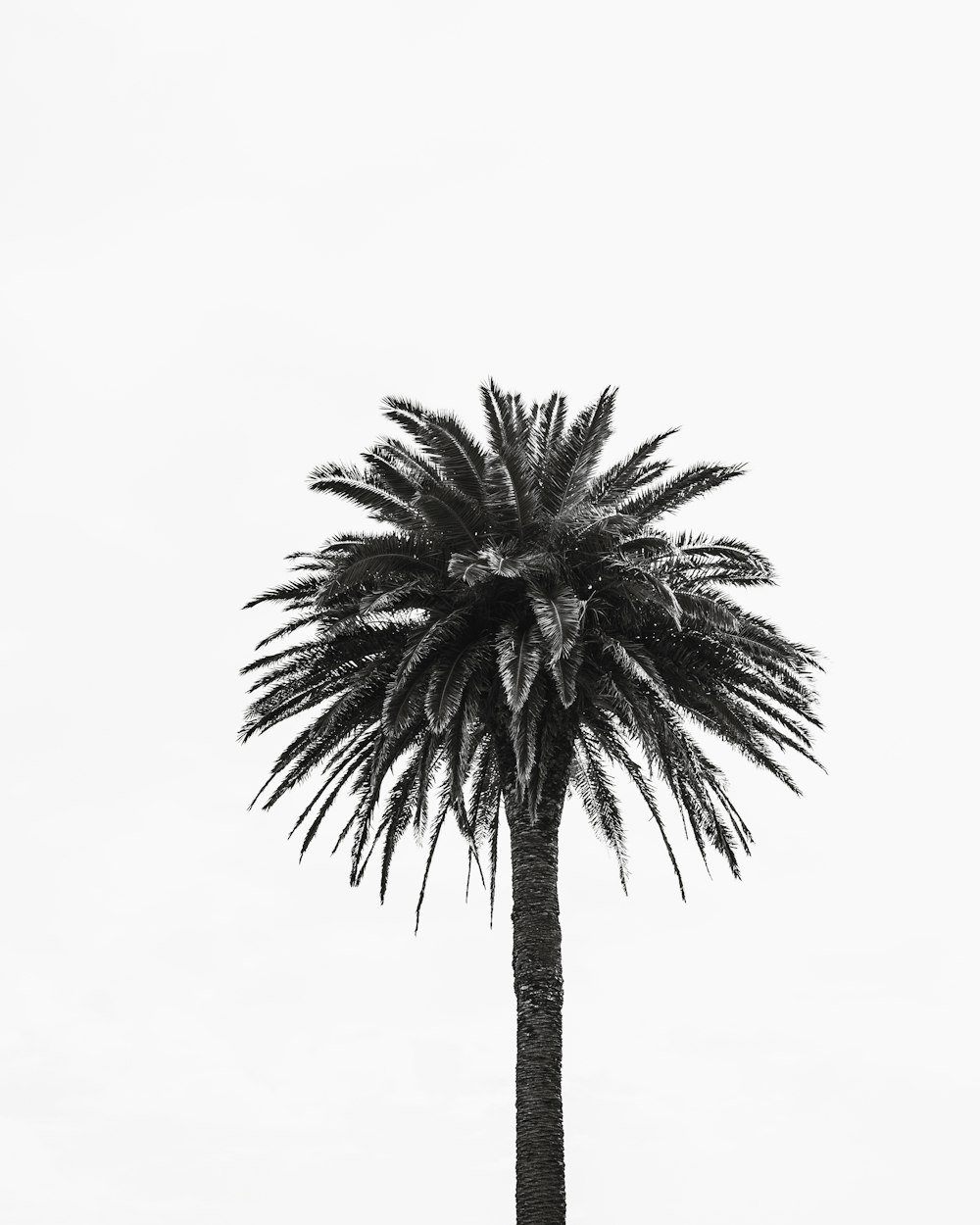 Ein Schwarz-Weiß-Foto einer Palme