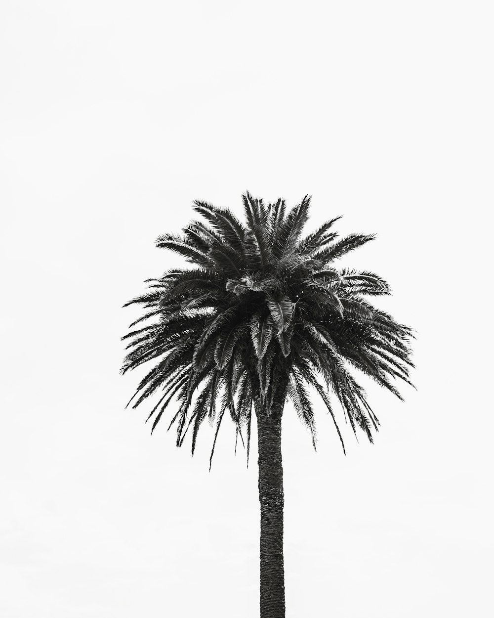 a black and white photo of a palm tree