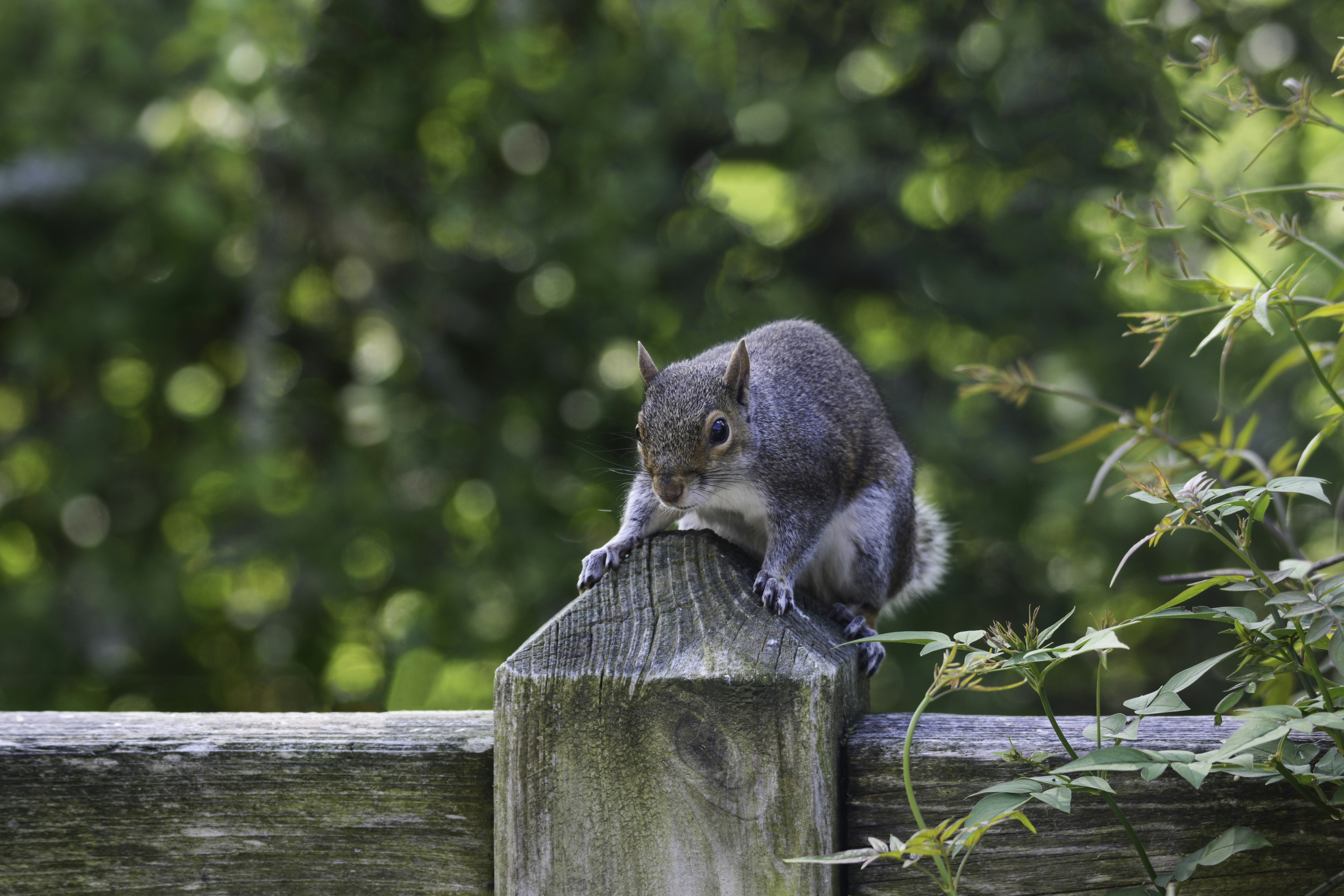 a squirrel sitting on top of a wooden post