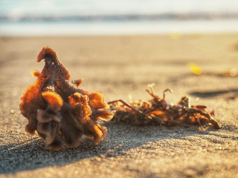 a close up of a plant on a beach