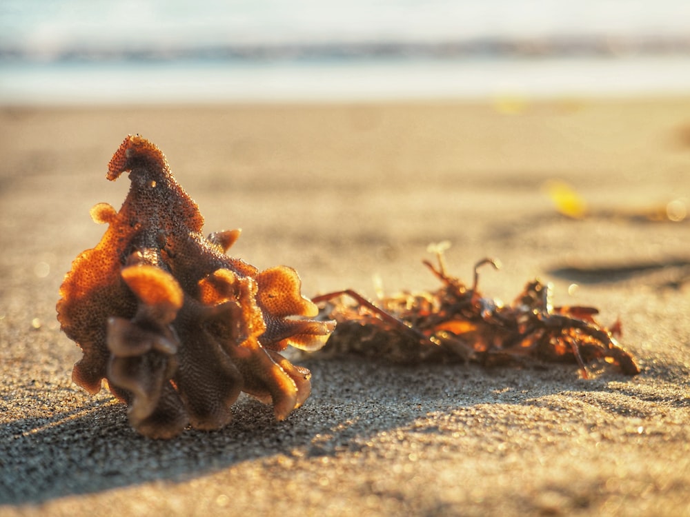 a close up of a plant on a beach