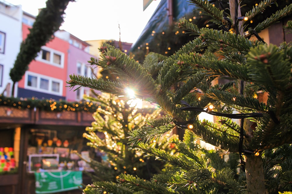 the sun shines through the branches of a christmas tree