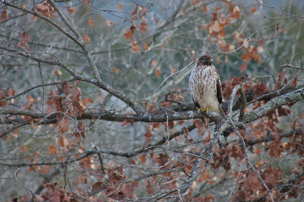 un uccello appollaiato su un ramo di un albero