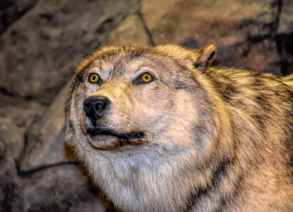 a close up of a wolf's face with a rock background