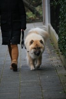 A person wearing brown pants and a black coat walks a fluffy, tan-colored dog on a sidewalk. The dog appears to be calm and is walking attentively beside the person. The sidewalk is bordered by greenery, suggesting a quiet, residential area.