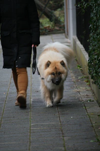 Calm dog walking politely on leash beside its owner outdoors.