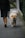 A person wearing brown pants and a black coat walks a fluffy, tan-colored dog on a sidewalk. The dog appears to be calm and is walking attentively beside the person. The sidewalk is bordered by greenery, suggesting a quiet, residential area.