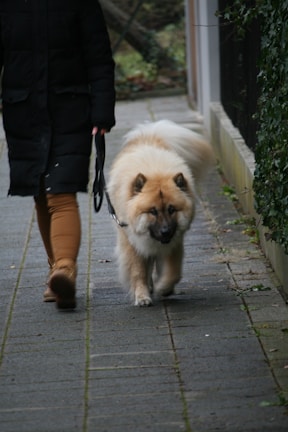 A calm dog walking calmly on a leash during a one-hour neighborhood stroll