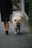 A person wearing brown pants and a black coat walks a fluffy, tan-colored dog on a sidewalk. The dog appears to be calm and is walking attentively beside the person. The sidewalk is bordered by greenery, suggesting a quiet, residential area.
