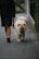 A person wearing brown pants and a black coat walks a fluffy, tan-colored dog on a sidewalk. The dog appears to be calm and is walking attentively beside the person. The sidewalk is bordered by greenery, suggesting a quiet, residential area.