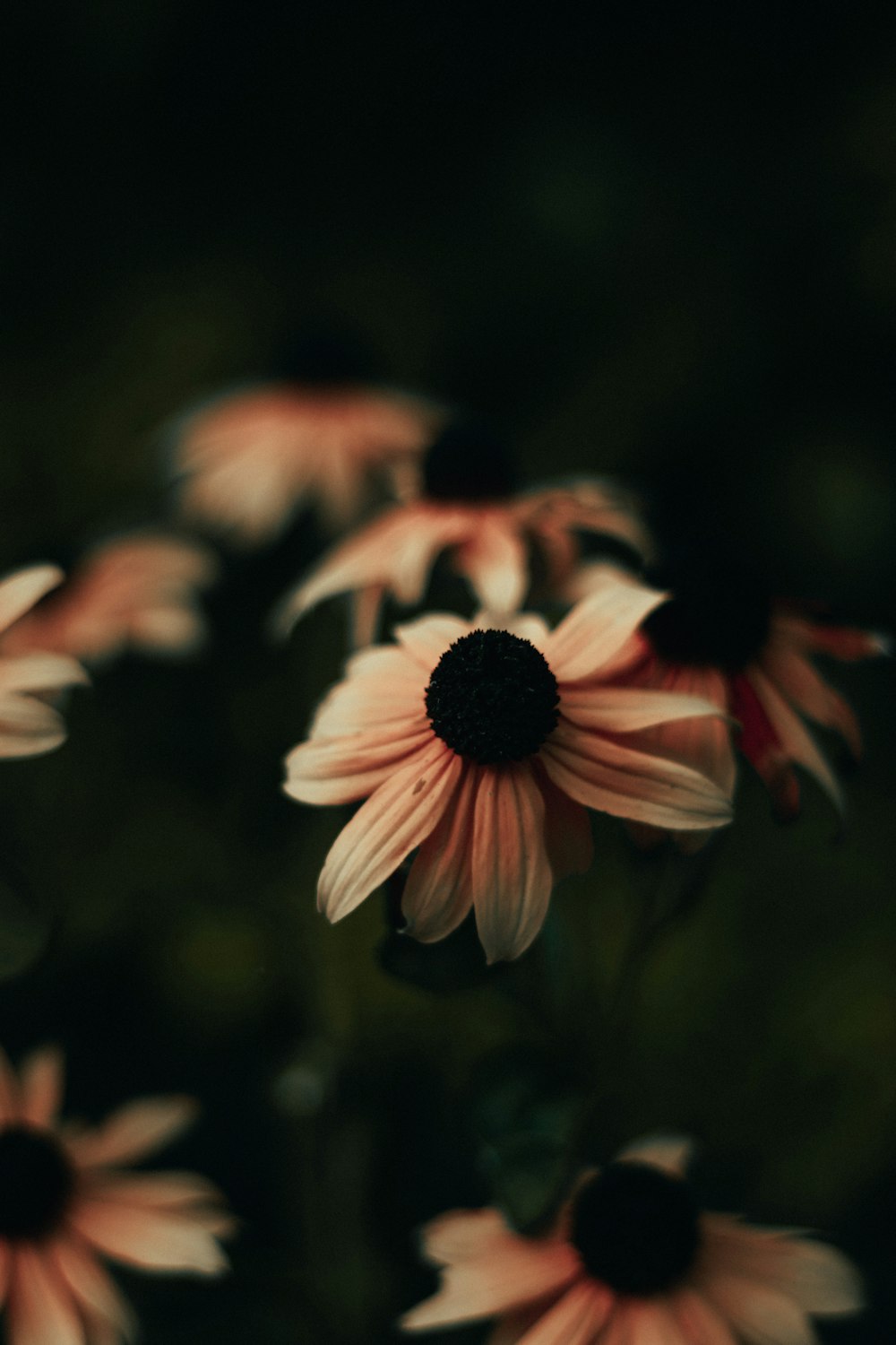 a close up of a bunch of pink flowers