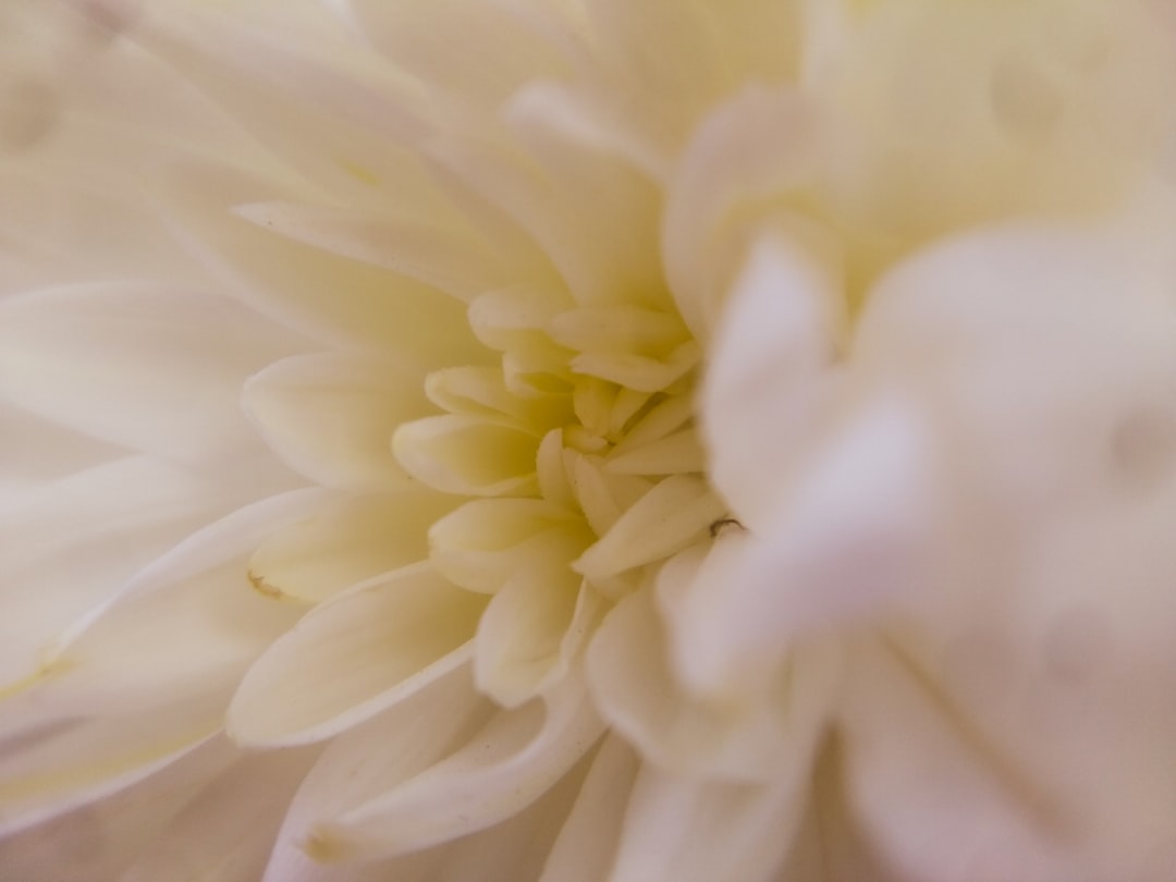 Close up of a chrysanthemum flower