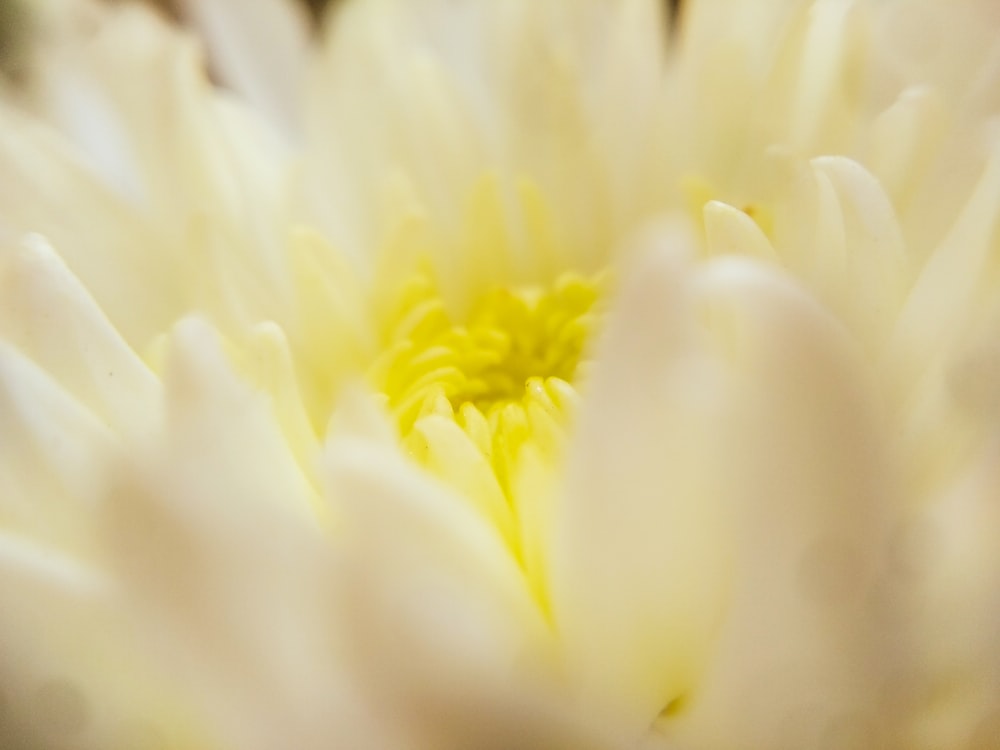 a close up view of a white flower