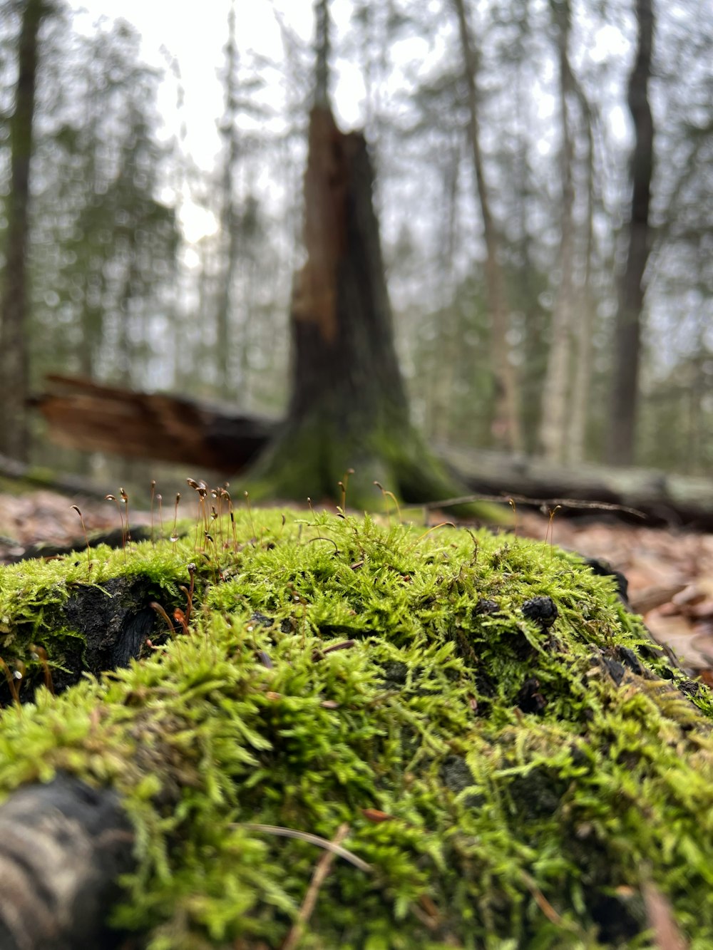 Moos wächst auf einem Baumstamm im Wald