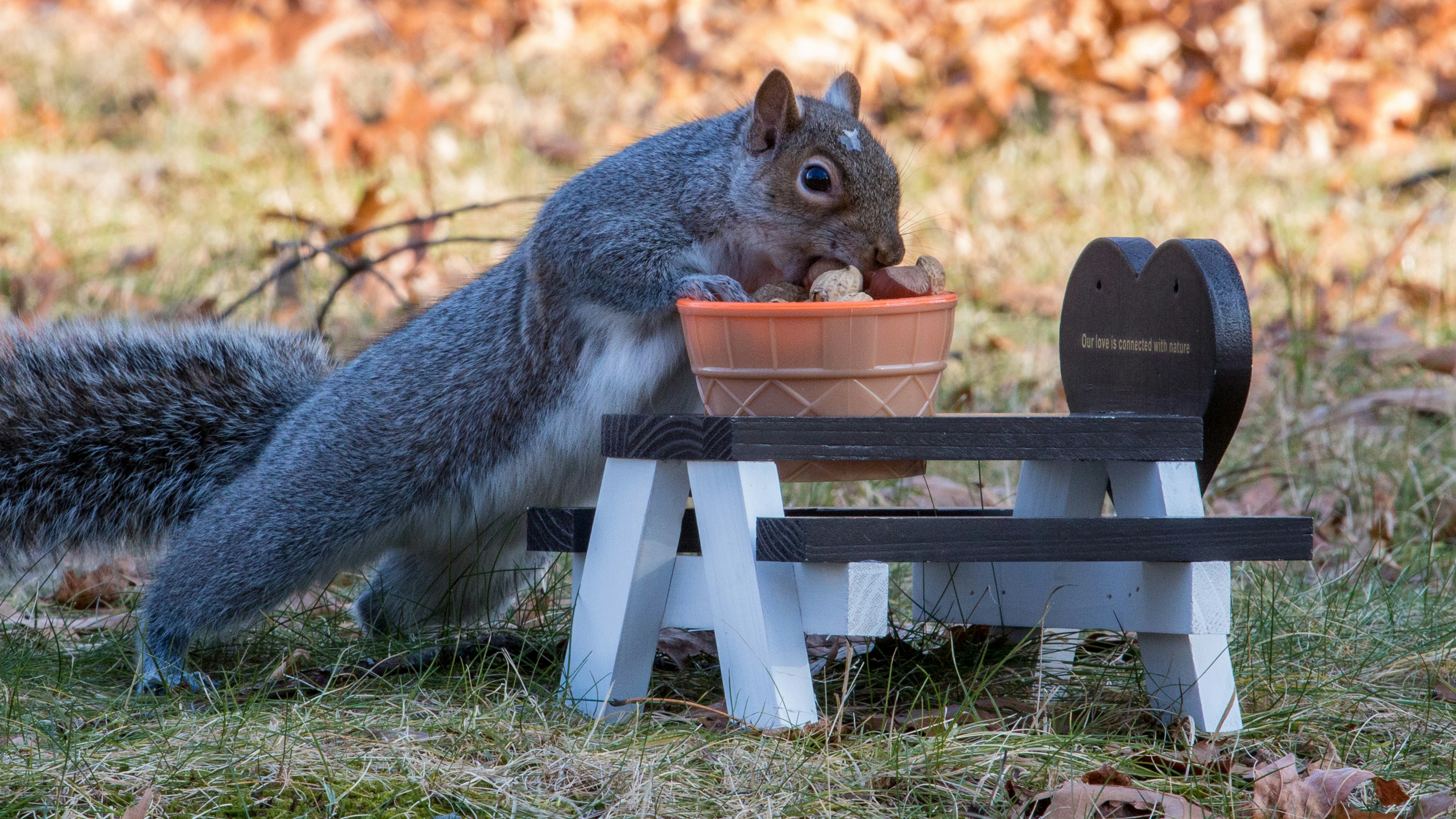 a squirrel is eating from a flower pot