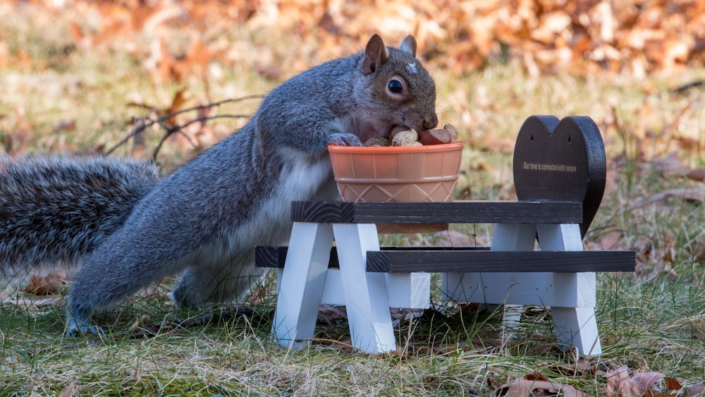 a squirrel is eating from a flower pot