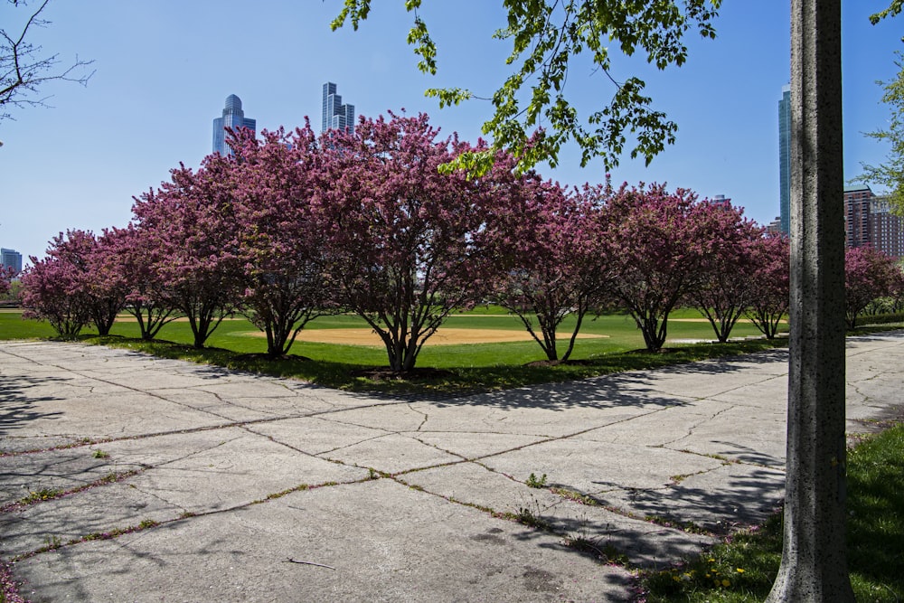 a bunch of trees that are in the grass