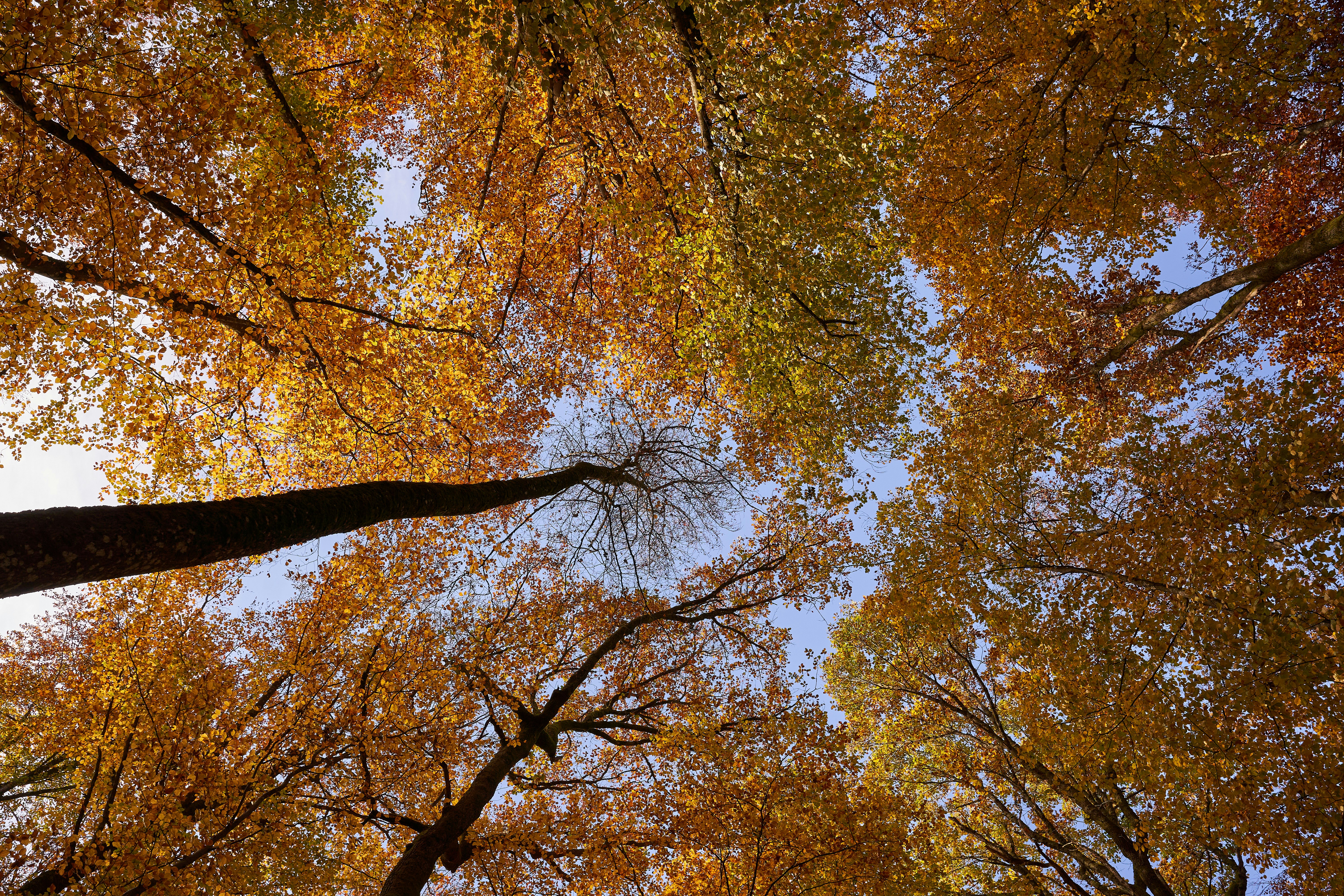 Photo by wolfgang_hasselmann