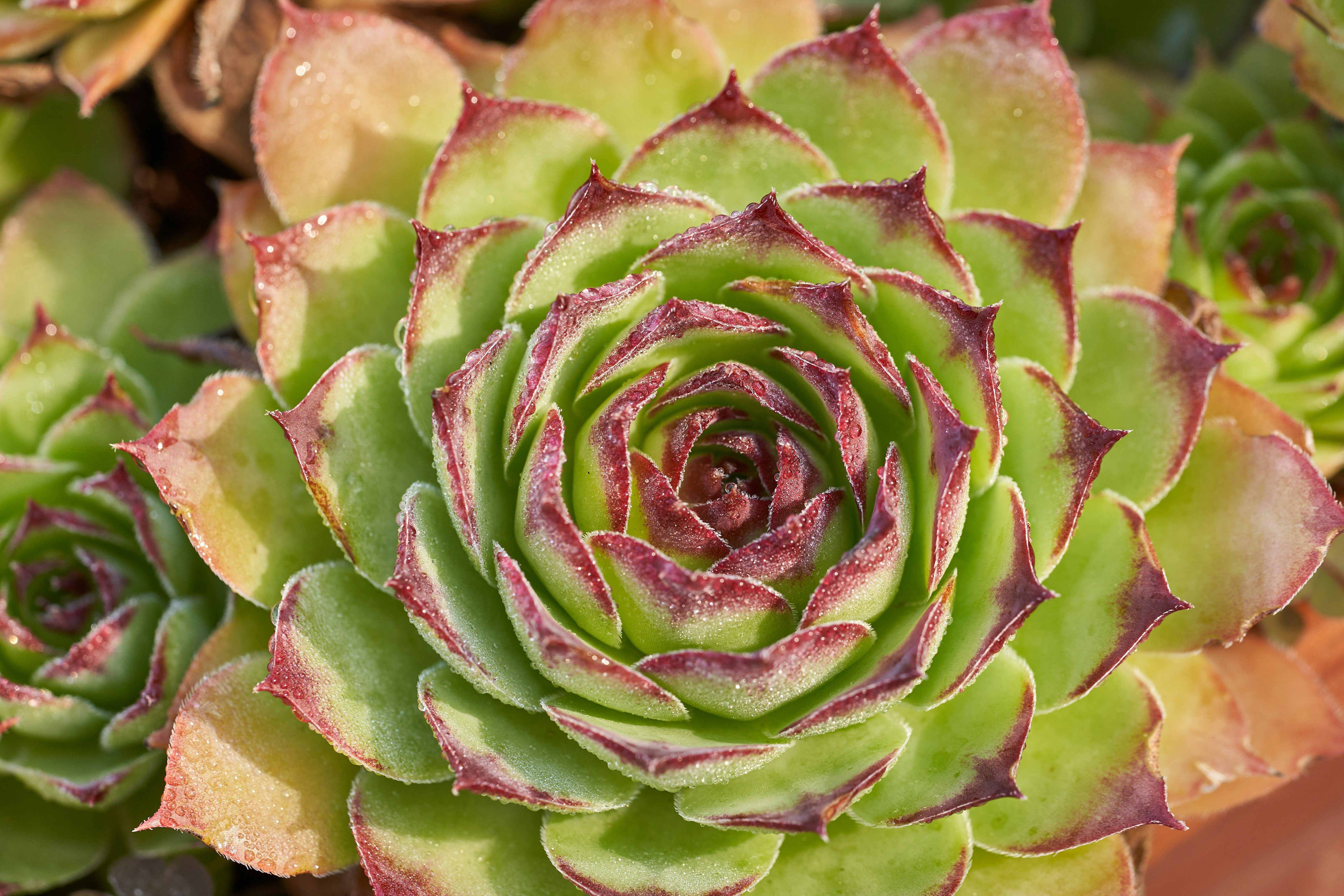 Photo by wolfgang_hasselmann