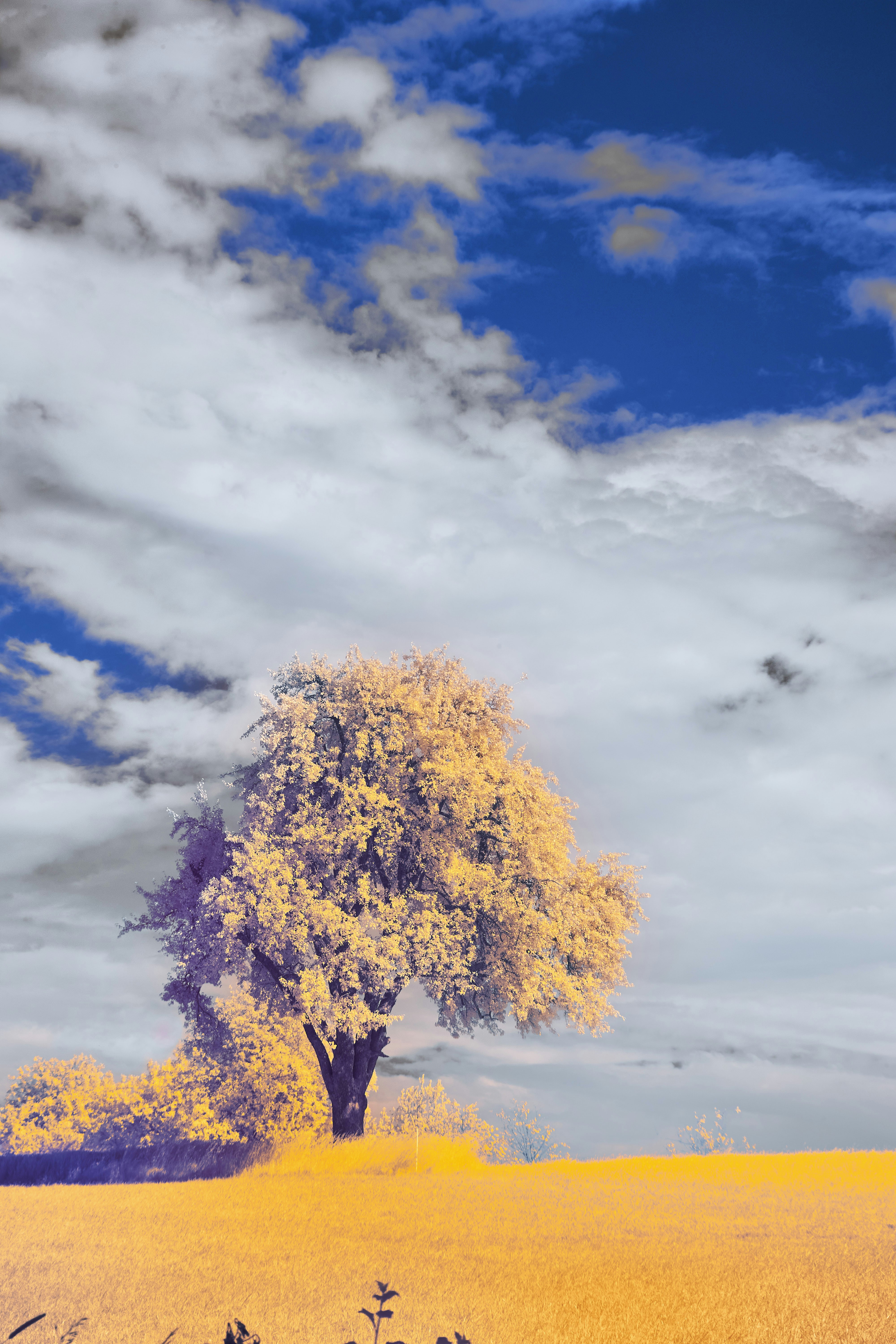 Photo by wolfgang_hasselmann