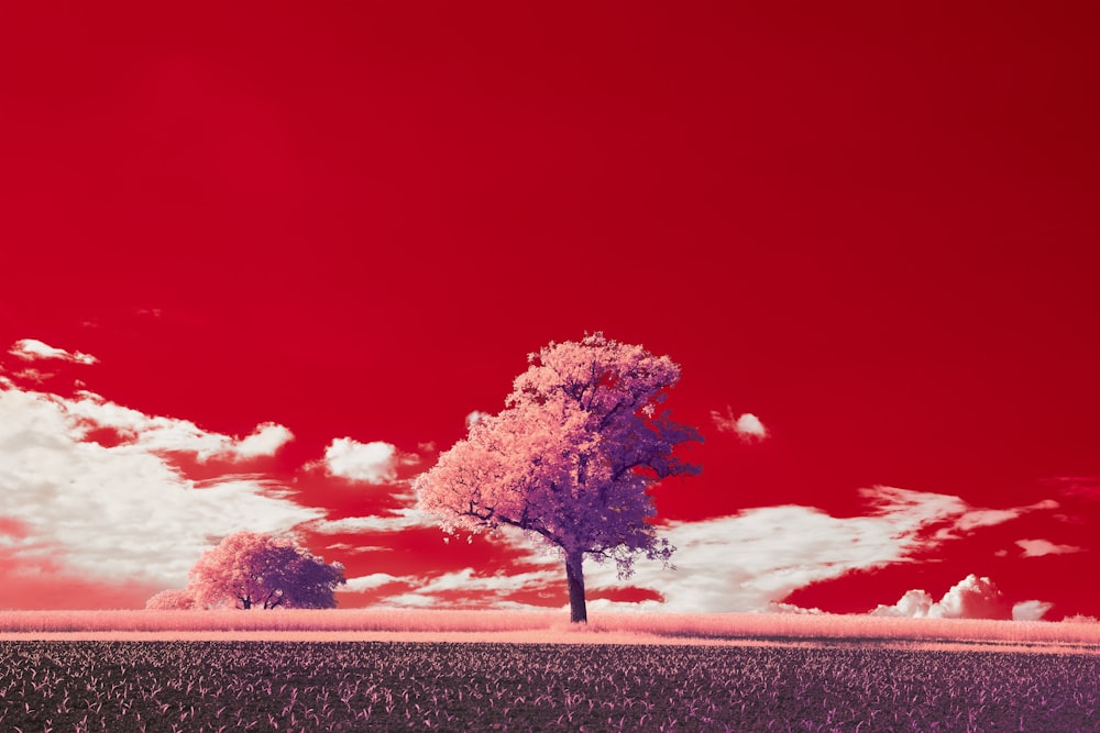 a lone tree in a field with a red sky in the background