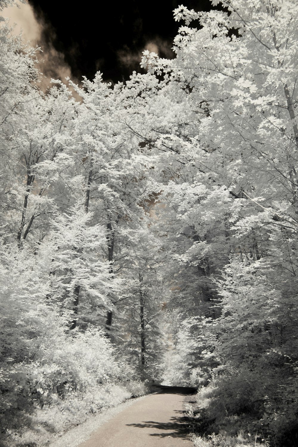 a black and white photo of a path in the woods