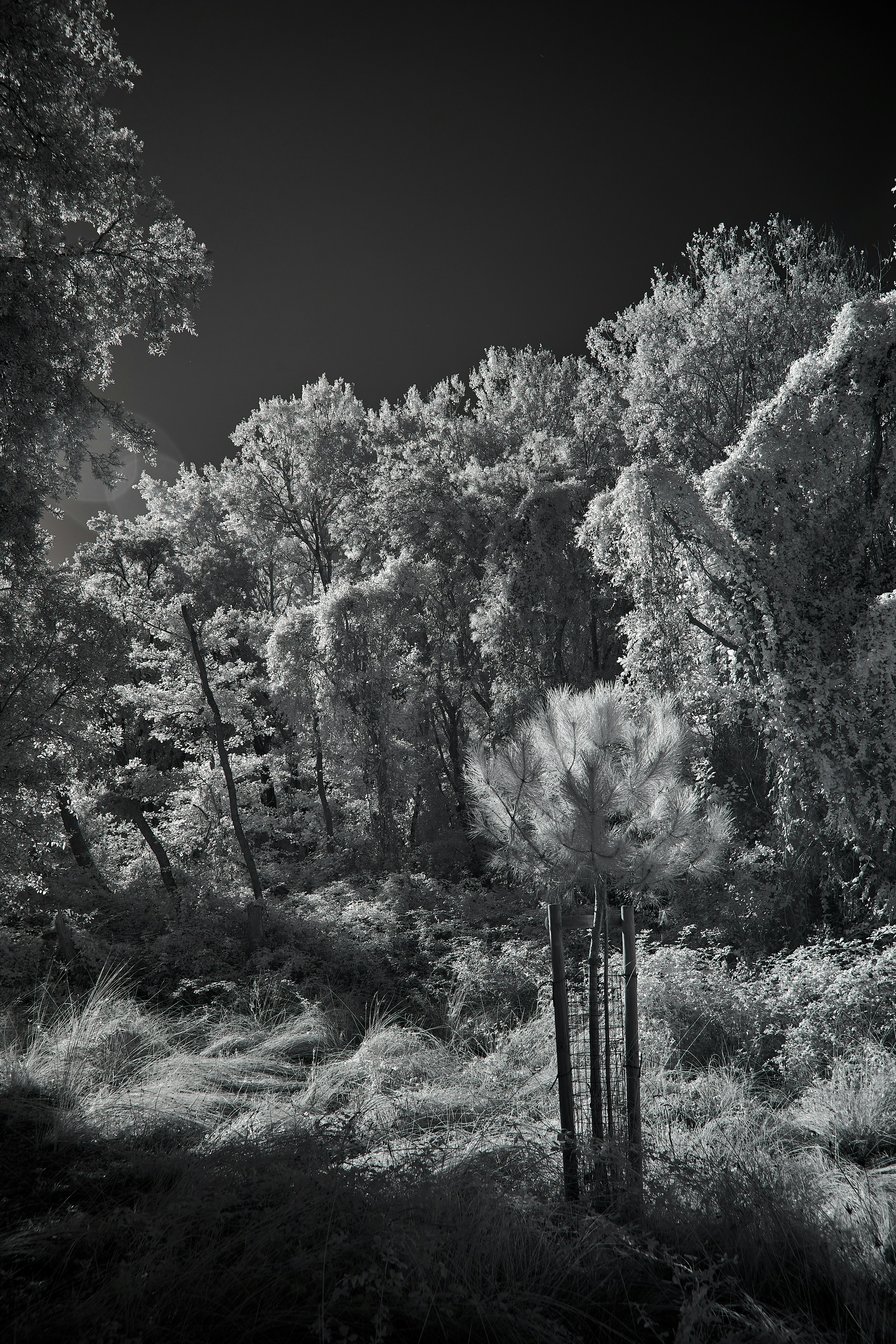 Photo by wolfgang_hasselmann