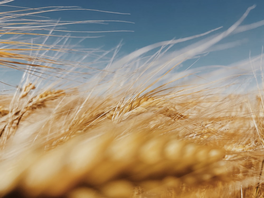 a close up of a wheat field with a blue sky in the background