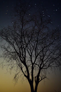 A serene tree silhouetted against a twilight sky filled with stars, symbolizing spiritual depth and mystery.