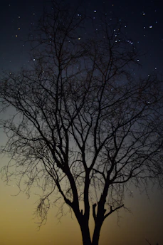 A serene tree silhouetted against a twilight sky filled with stars, symbolizing spiritual depth and mystery.