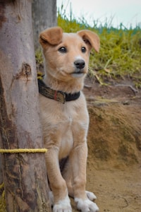 A young, light brown puppy with a black collar sits alertly beside a tree trunk, tied with a yellow rope. The background shows a mix of grass and dirt, suggesting an outdoor environment.