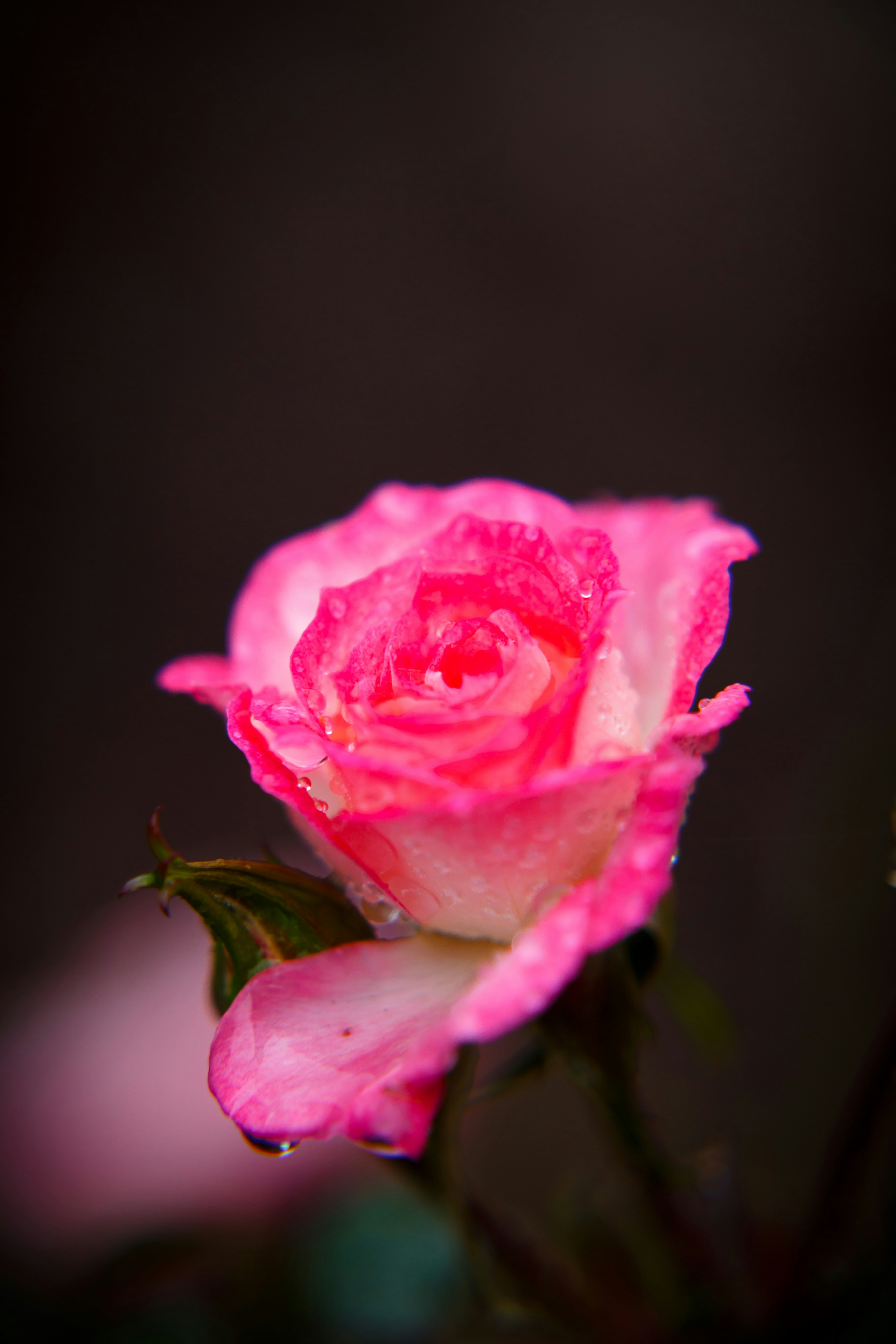 Photo by alien_roger