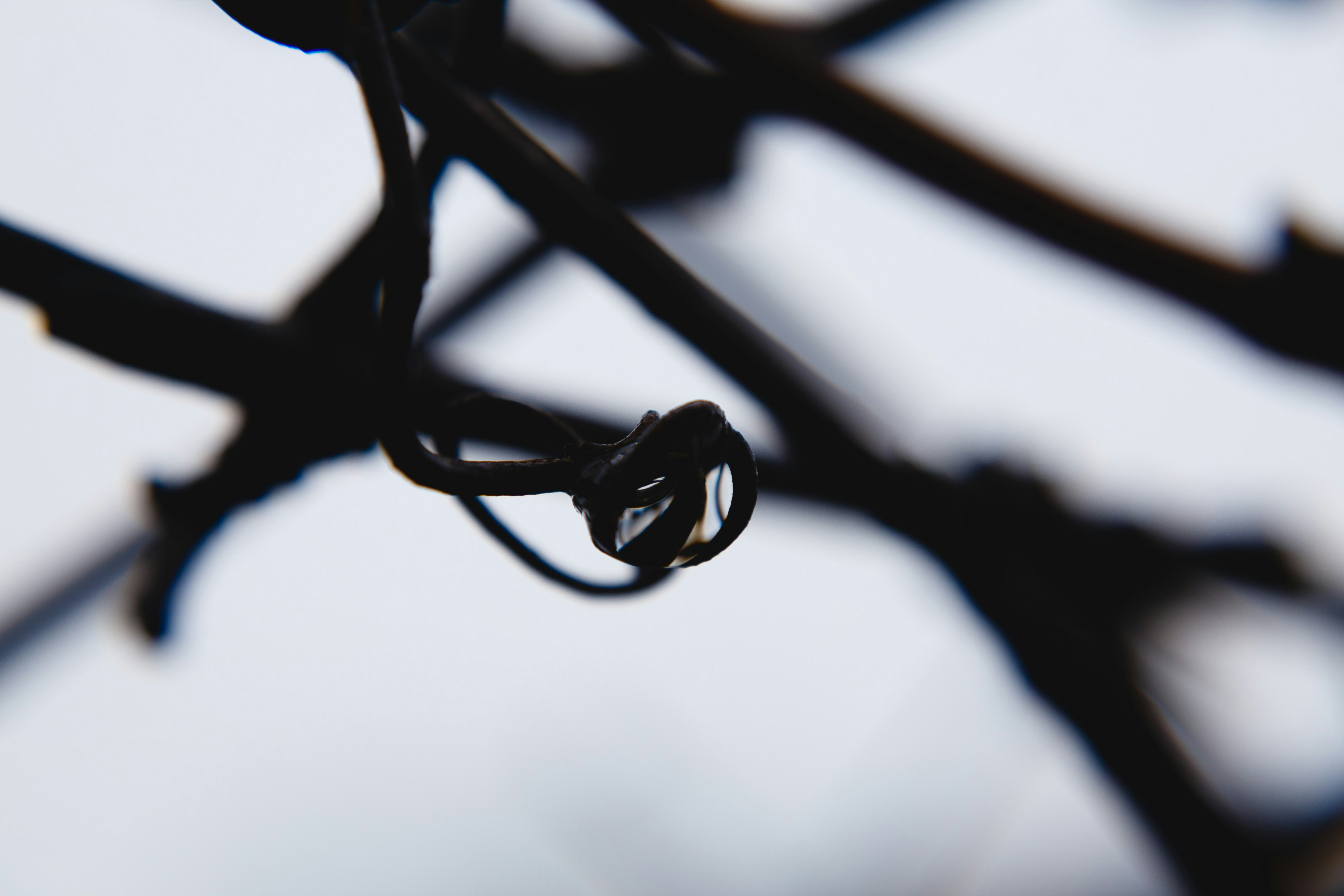 Photo by alien_roger