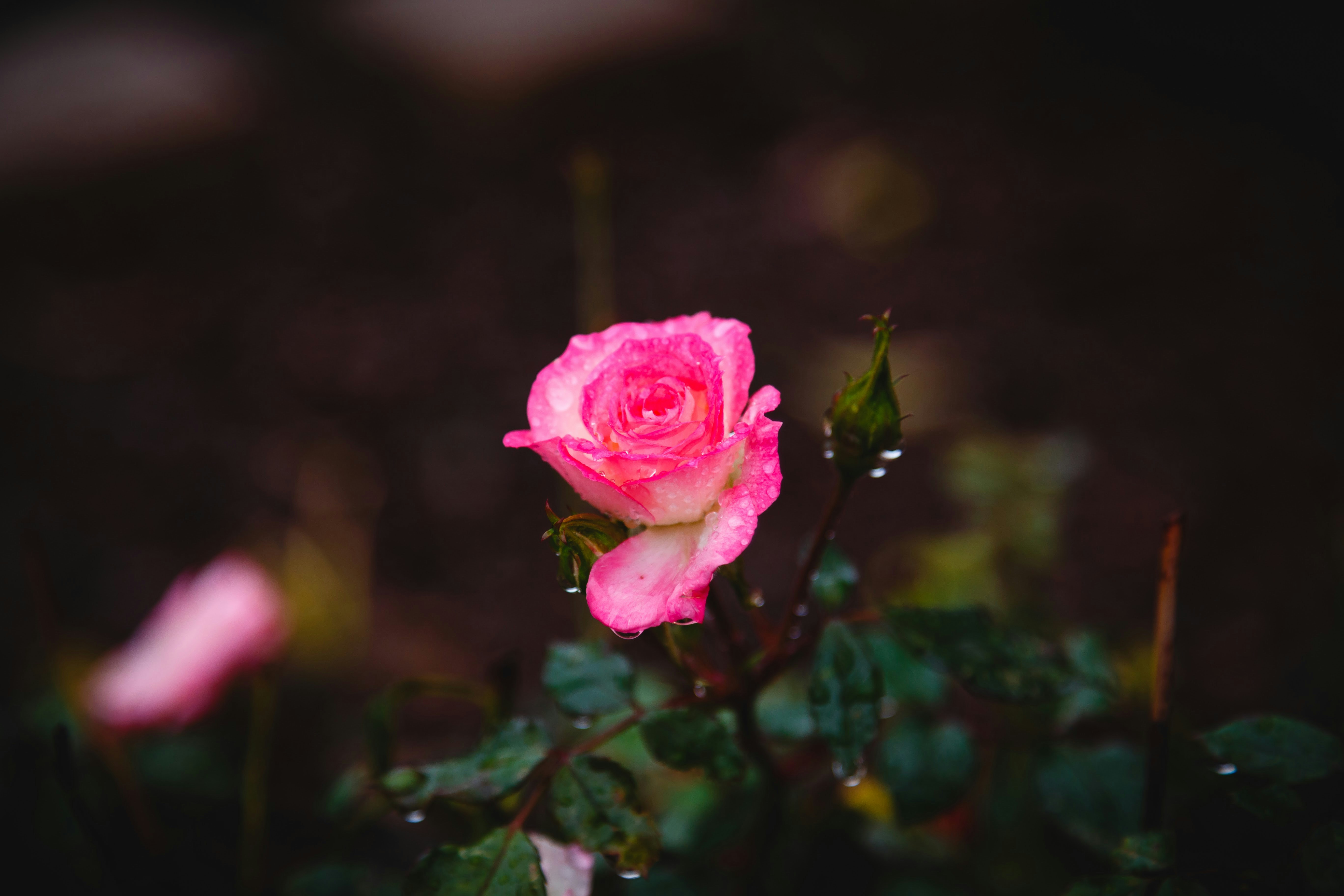 Photo by alien_roger