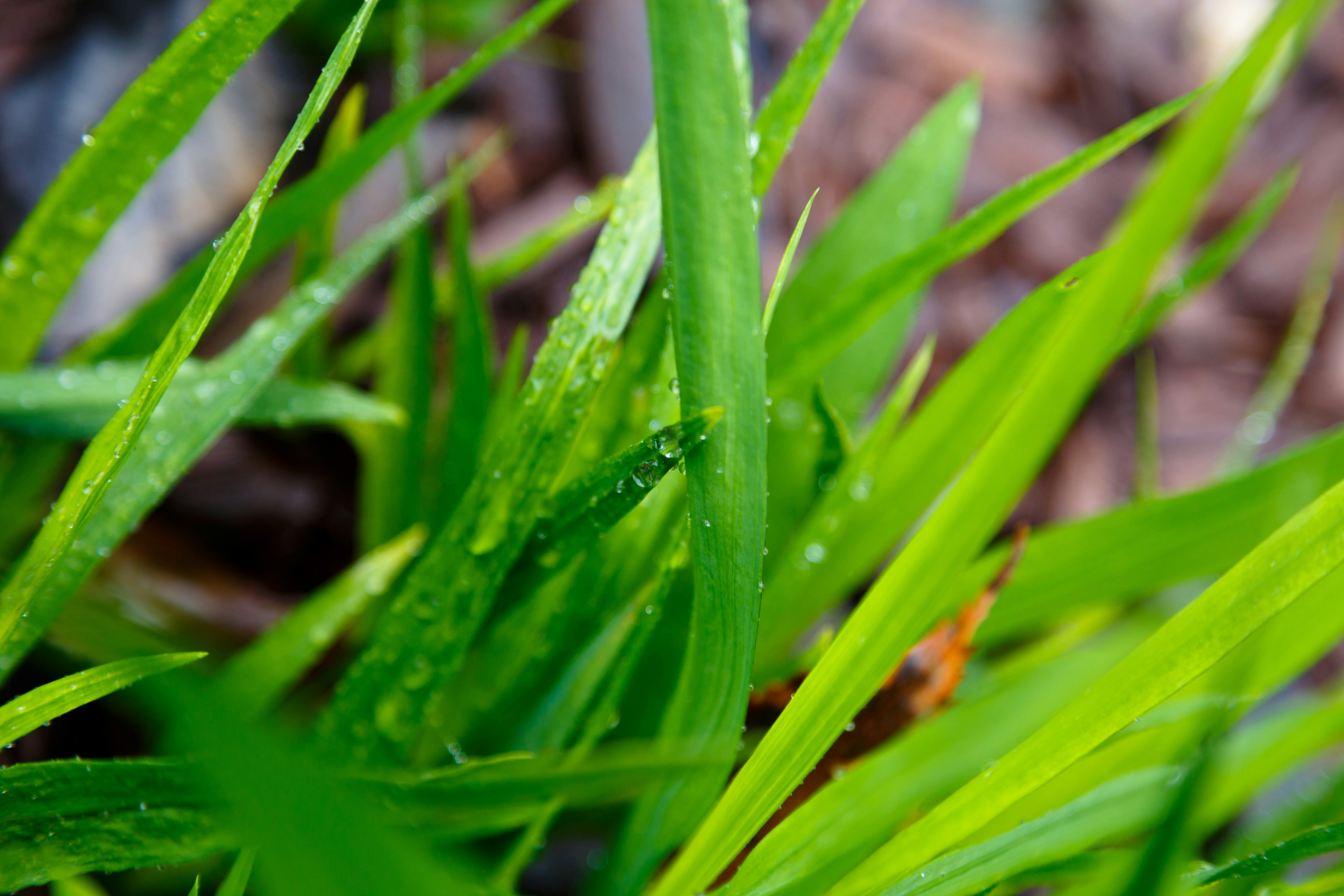 Photo by alien_roger