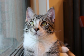 A curious gray tabby cat with bright green eyes dressed in a cozy lavender jacket, perched by a window.