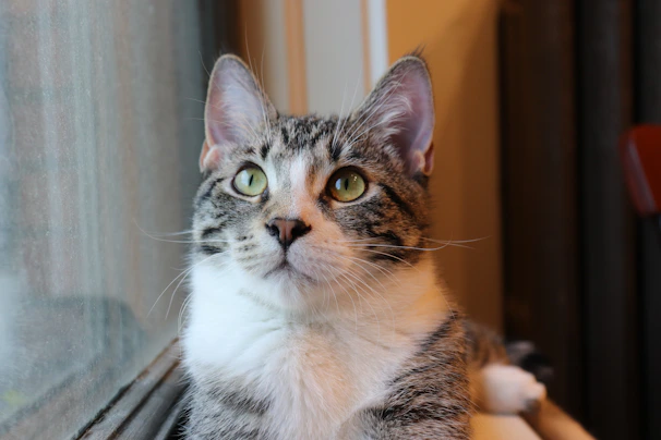 A curious gray tabby cat with bright green eyes dressed in a cozy lavender jacket, perched by a window.