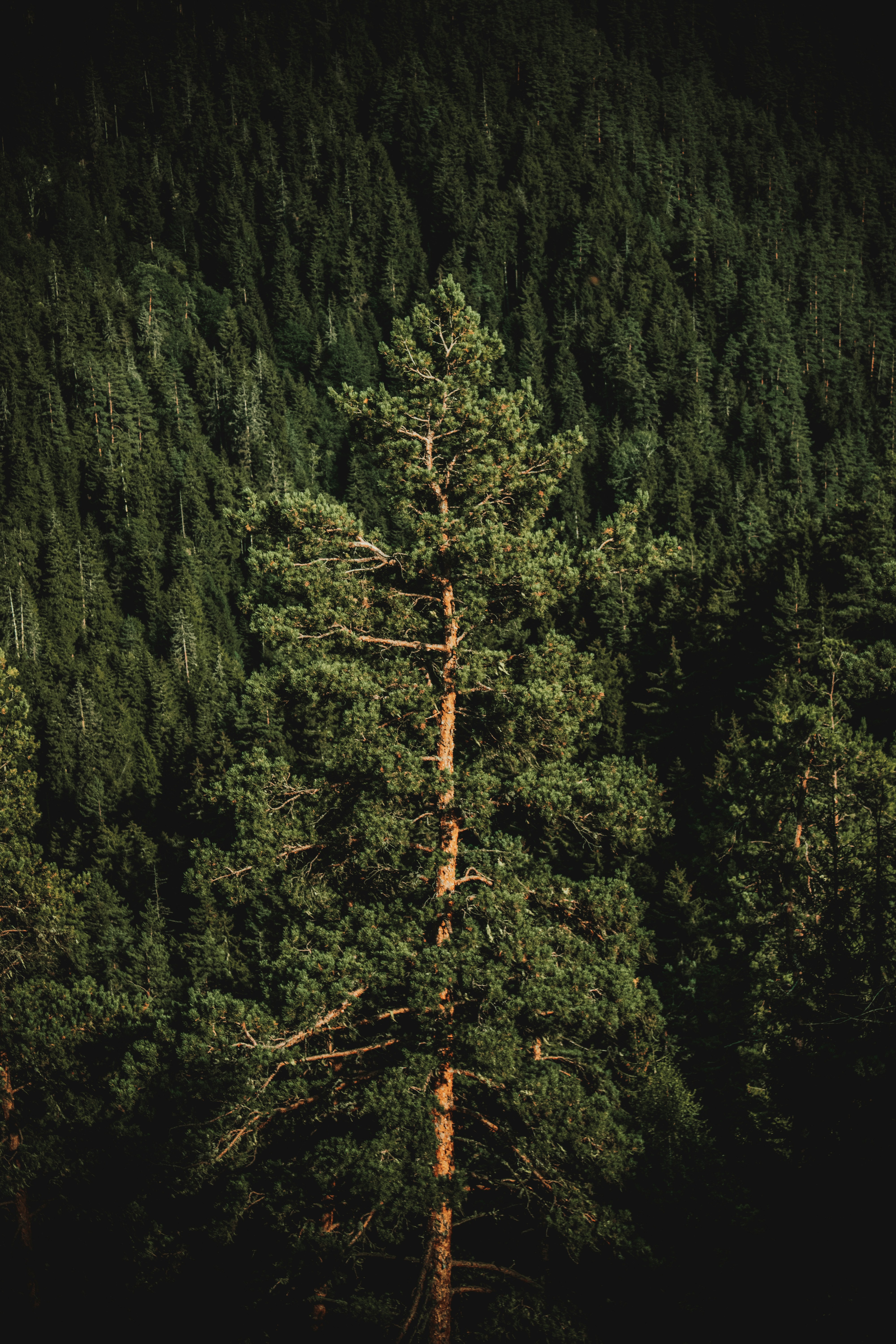 a tall tree standing in the middle of a forest