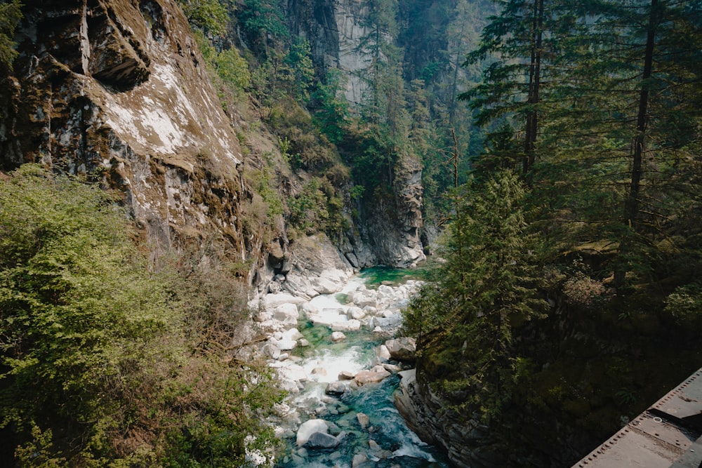 a river flowing through a lush green forest