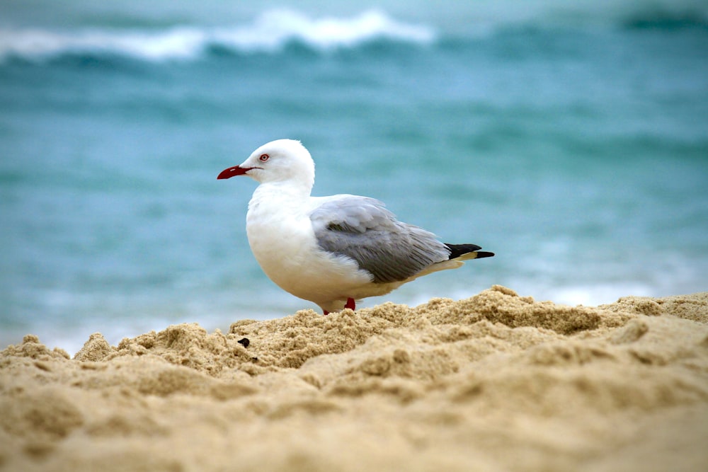 a seagull standing on a sandy beach next to the ocean